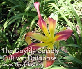 Daylily Echo Canyon